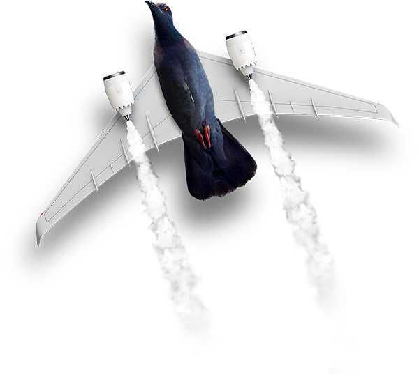 VIOOH_Pidgeon-Plane-1