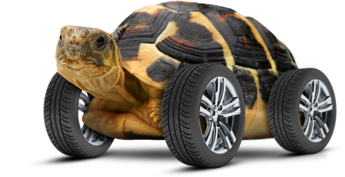 VIOOH_Tortoise-Wheels (1)